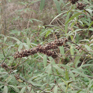 Photographie n°2957973 du taxon Vitex agnus-castus L.