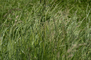Jean-Jacques Houdré, le  4 juin 2024 (Savigneux)