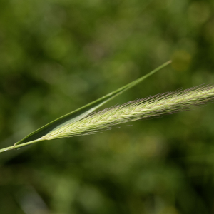  - Hordeum secalinum Schreb. [1771]