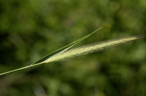 Jean-Jacques Houdré, le  4 juin 2024 (Savigneux)