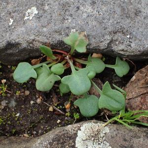 Photographie n°2958245 du taxon Rumex acetosella L.