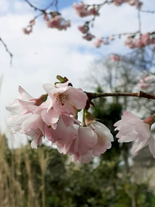 Emeltet, le 22 mars 2024 (Dinan (Jardin du Val Cocherel))