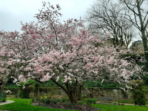 Emeltet, le 22 mars 2024 (Dinan (Jardin du Val Cocherel))