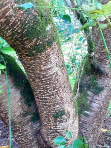 Emeltet, le 22 mars 2024 (Dinan (Jardin du Val Cocherel))