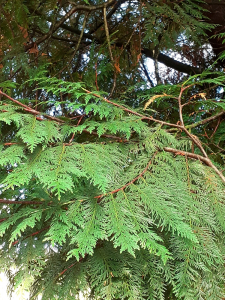 Emeltet, le 22 octobre 2024 (Dinan (Jardin du Val Cocherel))