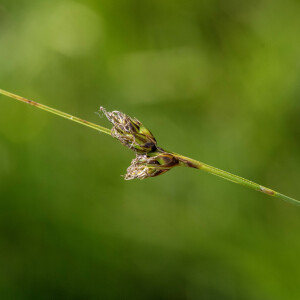 Photographie n°2958321 du taxon Carex divisa Huds. [1762]