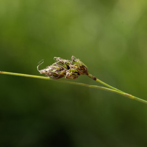 Photographie n°2958322 du taxon Carex divisa Huds. [1762]