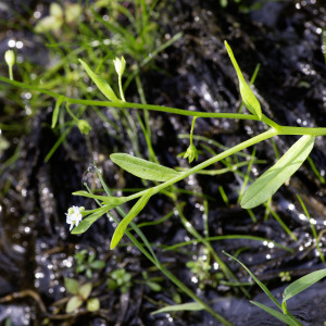  - Myosotis laxa subsp. cespitosa (Schultz) Hyl. ex Nordh. [1940]