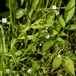 Photographie n°2958429 du taxon Veronica scutellata L. [1753]