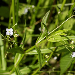 Photographie n°2958430 du taxon Veronica scutellata L. [1753]