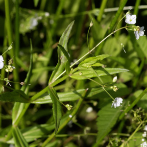 Photographie n°2958431 du taxon Veronica scutellata L. [1753]