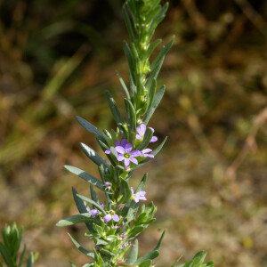 Photographie n°2958487 du taxon Lythrum hyssopifolia L. [1753]