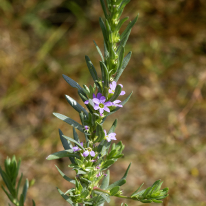 Photographie n°2958488 du taxon Lythrum hyssopifolia L. [1753]