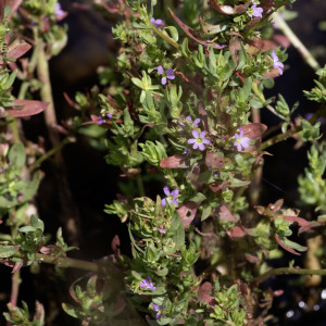 Photographie n°2958489 du taxon Lythrum hyssopifolia L. [1753]