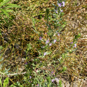 Photographie n°2958490 du taxon Lythrum hyssopifolia L. [1753]