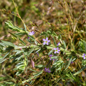 Photographie n°2958492 du taxon Lythrum hyssopifolia L. [1753]