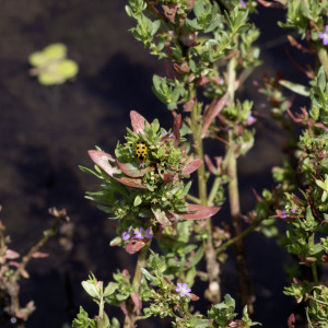Photographie n°2958493 du taxon Lythrum hyssopifolia L. [1753]