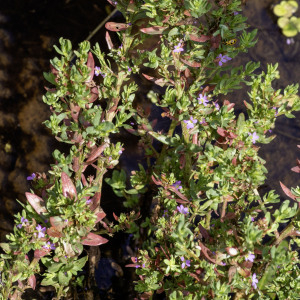 Photographie n°2958494 du taxon Lythrum hyssopifolia L. [1753]