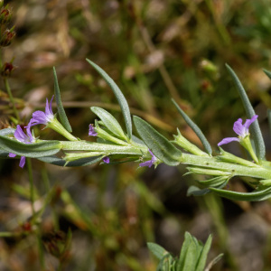 Photographie n°2958495 du taxon Lythrum hyssopifolia L. [1753]