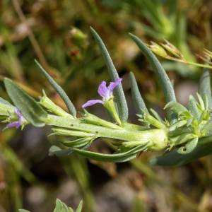 Photographie n°2958496 du taxon Lythrum hyssopifolia L. [1753]