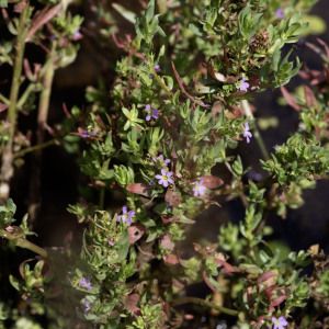 Photographie n°2958497 du taxon Lythrum hyssopifolia L. [1753]