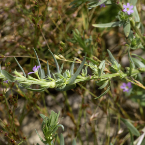 Photographie n°2958499 du taxon Lythrum hyssopifolia L. [1753]
