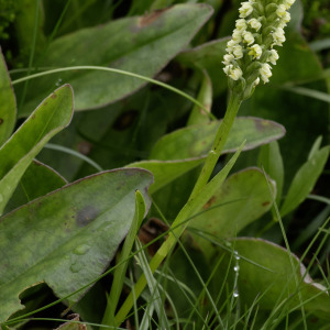 Photographie n°2958605 du taxon Pseudorchis albida (L.) Á.Löve & D.Löve [1969]