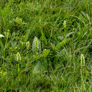 Photographie n°2958607 du taxon Pseudorchis albida (L.) Á.Löve & D.Löve [1969]