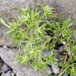 Photographie n°2958623 du taxon Scleranthus uncinatus Schur [1850]