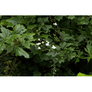 Ranunculus aconitifolius L.-24070201.jpg