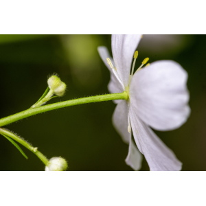 Ranunculus aconitifolius L.-24070205.jpg