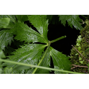 Ranunculus aconitifolius L.-24070204.jpg