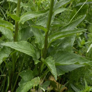 Photographie n°2958847 du taxon Phyteuma spicatum L. [1753]