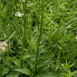 Photographie n°2958849 du taxon Phyteuma spicatum L. [1753]