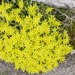 Photographie n°2958850 du taxon Phyteuma spicatum L. [1753]