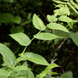  - Streptopus amplexifolius (L.) DC. [1805]