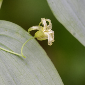  - Streptopus amplexifolius (L.) DC. [1805]