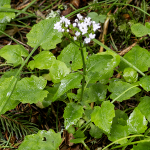  - Valeriana tripteris L. [1753]