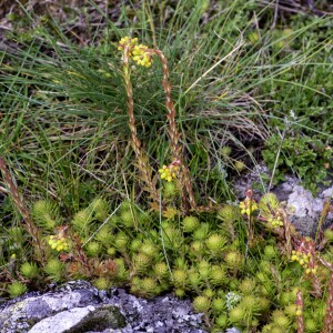  - Sedum forsterianum Sm. [1808]