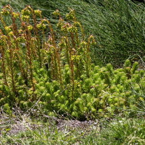  - Sedum forsterianum Sm. [1808]