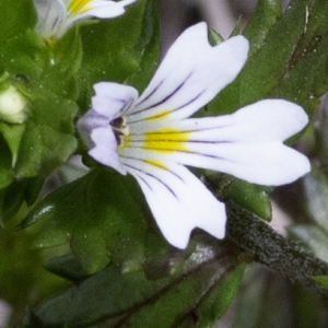  - Euphrasia nemorosa (Pers.) Wallr. [1815]