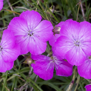  - Dianthus graniticus Jord. [1849]