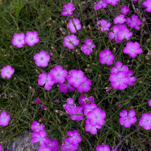  - Dianthus graniticus Jord. [1849]