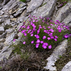  - Dianthus graniticus Jord. [1849]