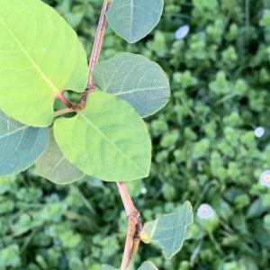  - Fallopia japonica var. japonica