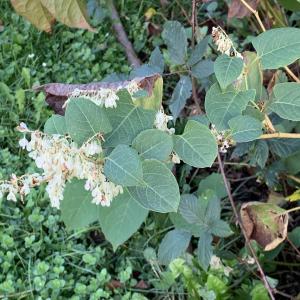  - Fallopia japonica var. japonica