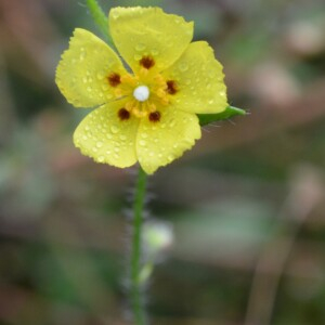  - Tuberaria guttata (L.) Fourr.