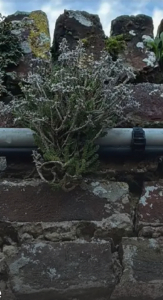 Anna  KFOURY, le 12 novembre 2024 (Abbeville)