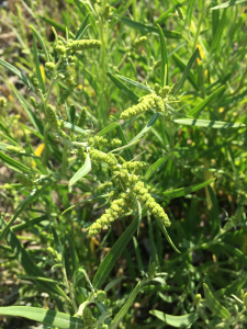 Michel Gaubert, le 14 juillet 2024 (Port Maria (Côte sauvage))