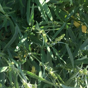  - Atriplex littoralis L. [1753]